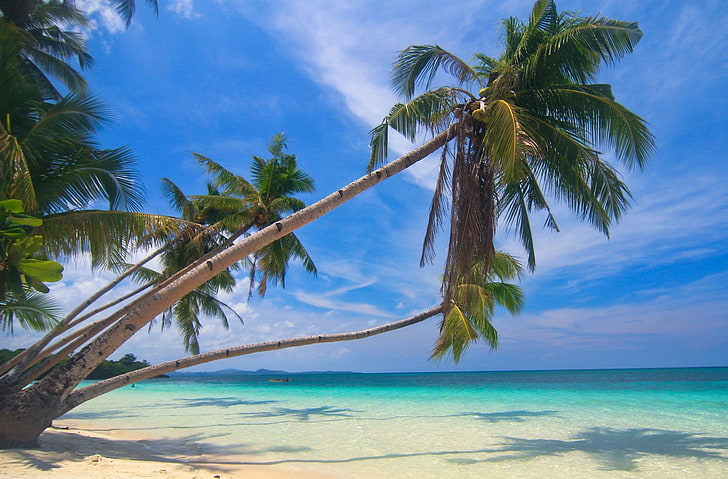 photography, nature, landscape, palm trees, white, sand, beach, tropical, sea, summer, island, Philippines, HD wallpaper
