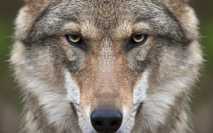 Wolf Face, varg, HD tapet
