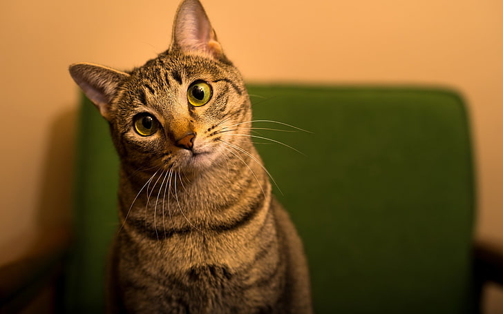 brown tabby cat, cat, animals, green eyes, green, depth of field, HD wallpaper