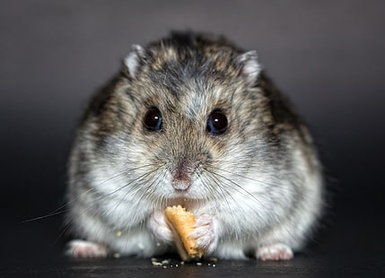 chinchilla gris, hamster, biscuits, nourriture, rongeur, mignon, Fond d'écran HD HD wallpaper
