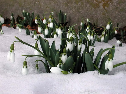 white petaled flowers, snowdrops, snow, plants, spring, HD wallpaper HD wallpaper