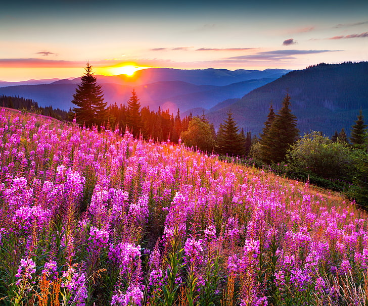 flores roxas, céu, grama, pôr do sol, flores, montanhas, paisagem, natureza, prados, HD papel de parede