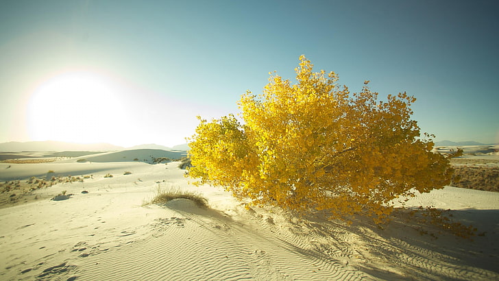 desert, sand, dune, bush, sun, landscape, sky, HD wallpaper