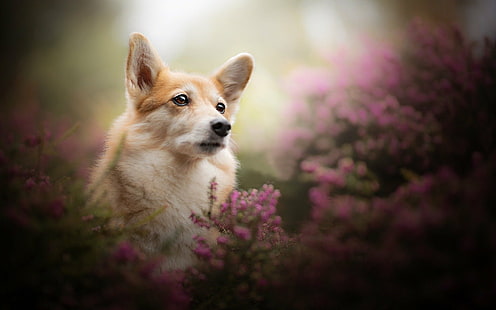 Anjing, Corgi, Pembroke Welsh Corgi, Wallpaper HD HD wallpaper