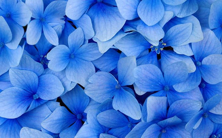 Fiori blu, fiori blu, blu, fiore, Sfondo HD