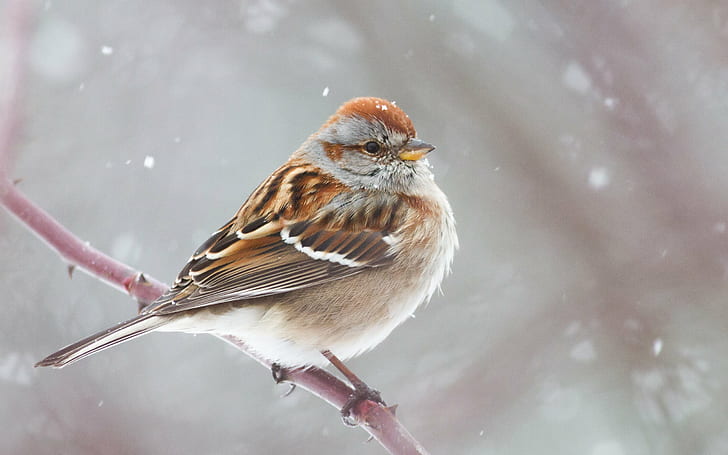 brown and white bird perching, american tree sparrow, american tree sparrow, bird, animal, nature, winter, snow, sparrow, wildlife, HD wallpaper