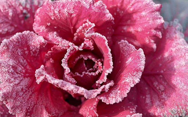 flowers, frozen, rose, HD wallpaper