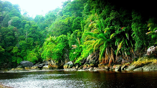 Amazon Rainforest Jungle Black River Fondo de pantalla HD Resolución 1920 × 1080, Fondo de pantalla HD HD wallpaper