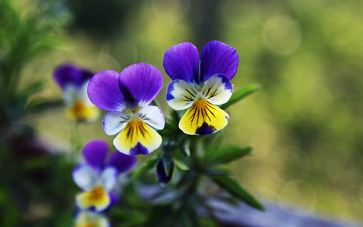 Two pansies flowers, green background, Two, Pansies, Flowers, Green, Background, HD wallpaper