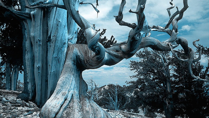 tree, bluish, landscape, old tree, dry tree, HD wallpaper