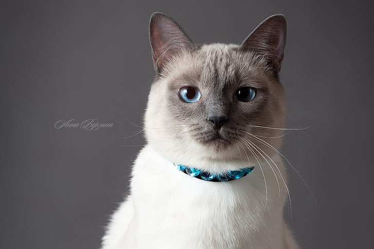 взрослая короткошерстная бело-серая кошка, кот, глаза, серый фон, тайская кошка, тайская кошка, HD обои