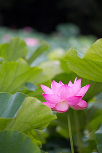 yeşil yaprakları ile çevrili pembe çiçek, lotus, lotus, Bahçe, pembe, yeşil yaprakları, Sankeien, Yokohama, lotus çiçeği, 蓮, 日本, Sony α99, DSLR, A montaj, SAL70300G, F4.5, SSM, SLT-A99V,doğa, nilüfer nilüfer, bitki, taçyaprağı, nilüfer, çiçek, pembe renk, çiçek baş, yaprak, gölet, yaz, botanik, HD masaüstü duvar kağıdı HD wallpaper
