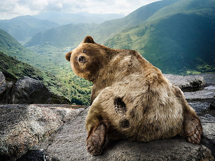 niedźwiedź grizzly, natura, humor, niedźwiedź, Tapety HD