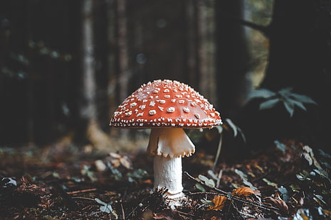 красный и бежевый гриб, мухомор, гриб, осень, листва, HD обои HD wallpaper