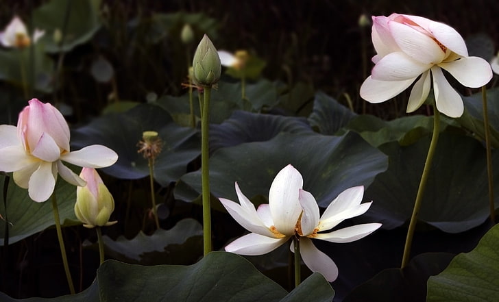 white lotus flower, lotus flowers, flowers, pink, plants, HD wallpaper