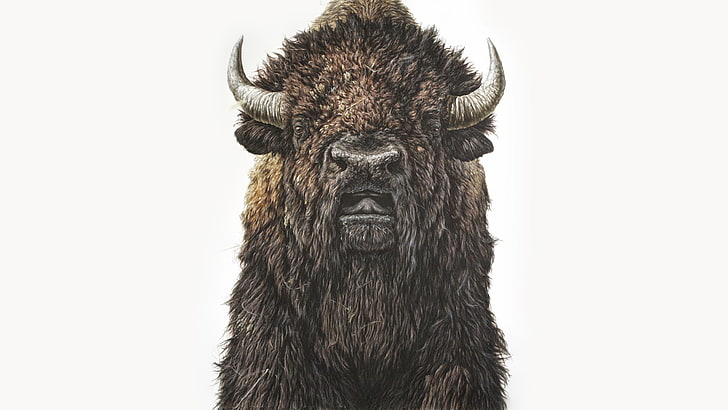bisonte, George Boorujy, bufalo, illustrazione, animali, pittura, realistico, Sfondo HD