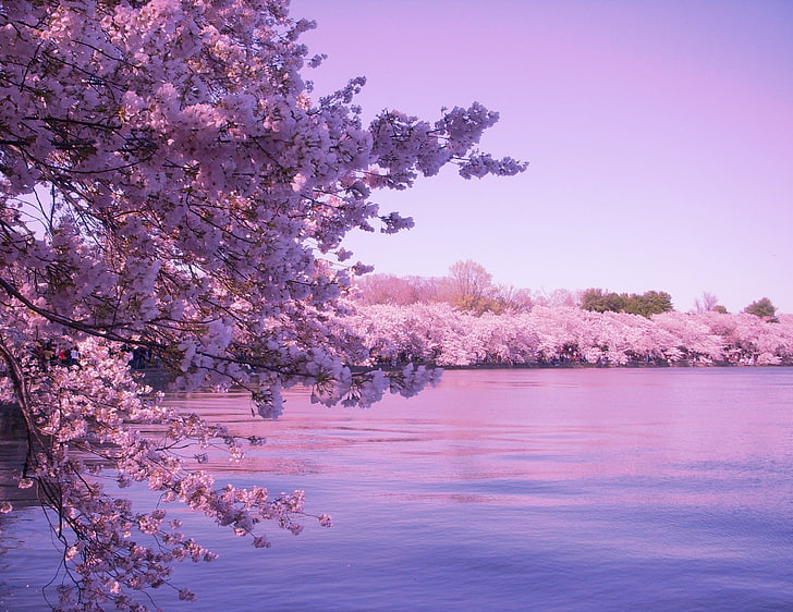 Kirschblüte für Computer, HD-Hintergrundbild