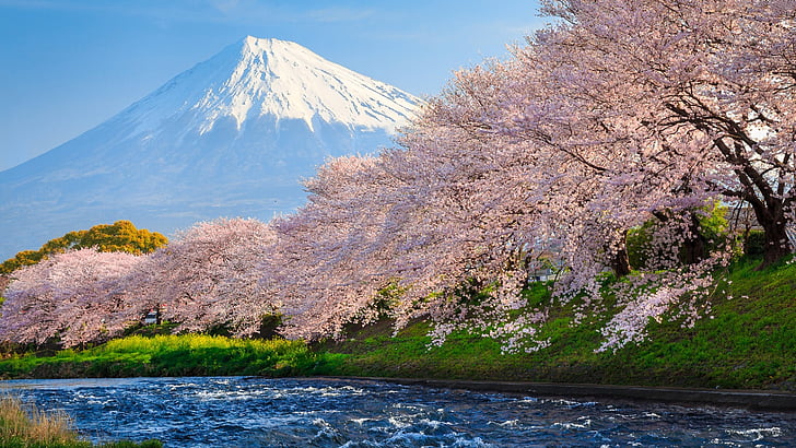bank, miasto fuji, japonia, shizuoka, rzeka Uruigawa, rzeka, rzeka urui, ryuganbuchi, rzeka fuji, fuji, wiosna, sakura, góra, wulkan, drzewo, ukształtowanie terenu wulkanicznego, niebo, góra fuji, roślina, kwiat, kwiat wiśni, kwiat, Tapety HD