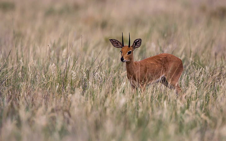 Antilopenfeld, Antilope, Feld, HD-Hintergrundbild