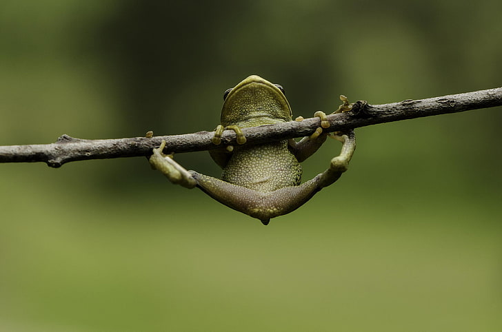 gray frog, macro, green, background, frog, legs, branch, hanging, HD wallpaper