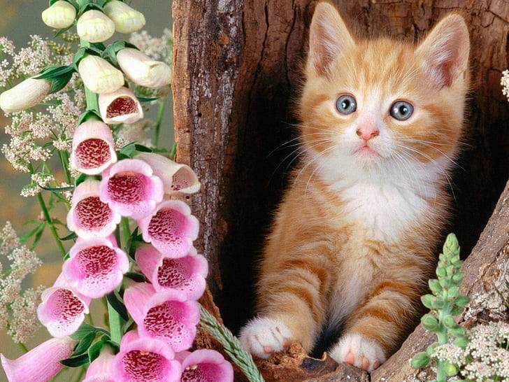 animals, cats, flowers, foxgloves, kittens, HD wallpaper