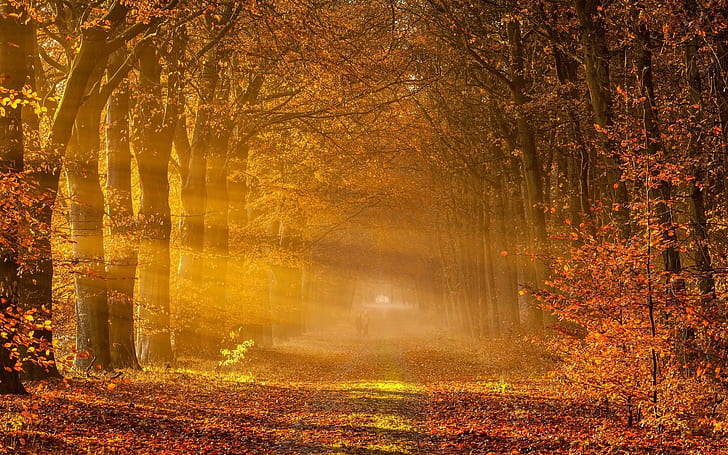 幻想的な秋の風景、公園、風景、森、木、 HDデスクトップの壁紙