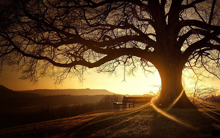 Kahler Baum, Bäume, Sonnenuntergang, Landschaft, Bank, digitale Kunst, HD-Hintergrundbild
