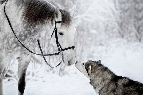 Animal, Cavalo, Cão, Husky, Animal de Estimação, Inverno, HD papel de parede HD wallpaper