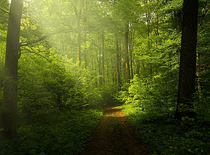 Piękny obraz natury, zielony las, zielone drzewa, natura, lasy, krajobraz, zieleń, drzewa, światło, promienie, las, jasne, lasy, światło dzienne, liście, ścieżka, eksploracja, Tapety HD HD wallpaper