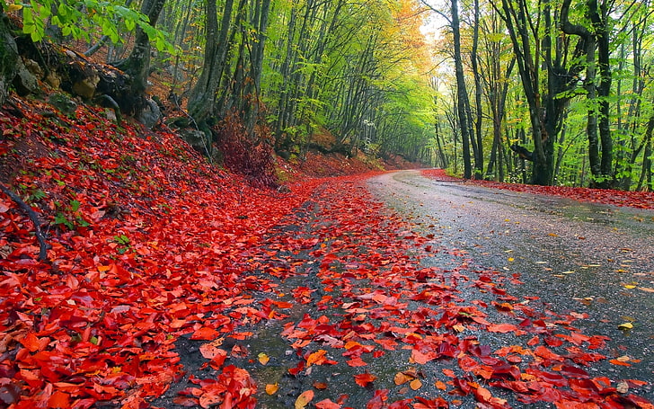Дъждовна есенна гора, червени листа, природа, есен, дърво, път, гора, HD тапет