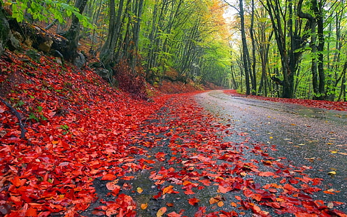 Дождливый осенний лес, красные листья, природа, осень, дерево, дорога, лес, HD обои HD wallpaper