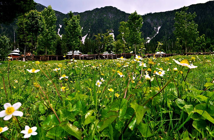 Photography, Landscape, Countryside, Earth, Flower, Kashmir, Nature, Pakistan, Spring, HD wallpaper