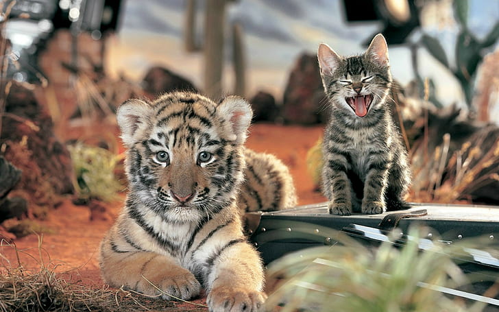 тигровая кошка беби животные животные, HD обои