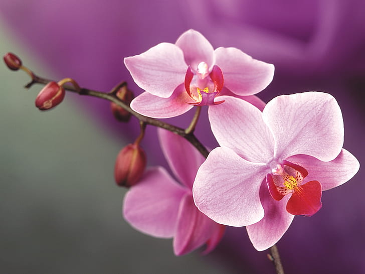 Розови цветя на орхидея, розово, орхидея, цветя, HD тапет