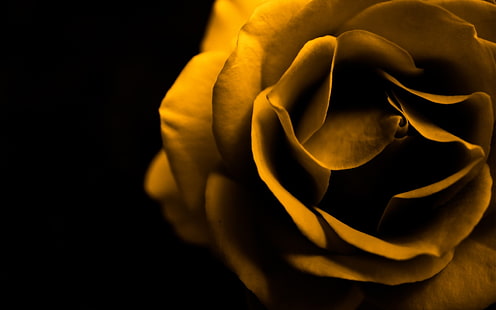 flor amarela, flores, rosa, rosas, rosas amarelas, sépia, HD papel de parede HD wallpaper