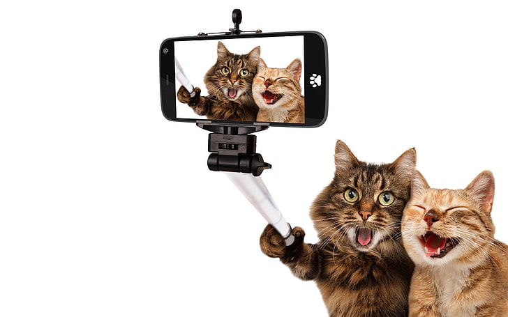 two short-haired brown and orange cat, animals, cat, pet, selfies, smartphone, selfie stick, humor, white background, photo manipulation, laughing, Photoshop, camera, HD wallpaper