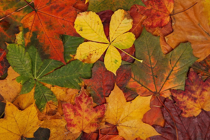 red and green leaf plant, abstract, fall, bright, brown, colorful, green, leaves, maple leaves, nature, orange, pattern, red, seasons, texture, yellow, HD wallpaper
