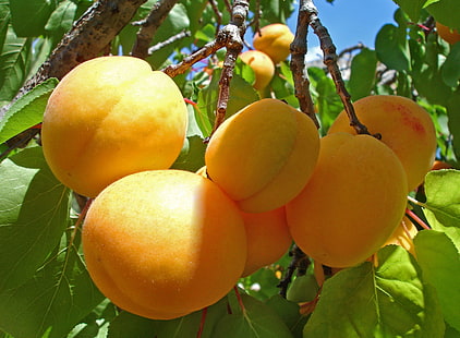 gelbe Früchte, Aprikosen, Zweig, Ernte, reif, Obst, HD-Hintergrundbild HD wallpaper