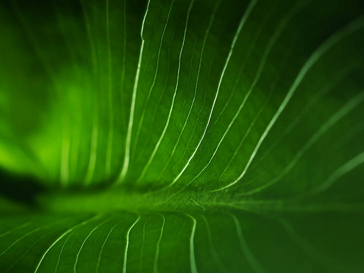 ورق ماكرو جرين HD ، الورقة الخضراء ، الطبيعة ، الماكرو ، الأخضر ، الأوراق، خلفية HD