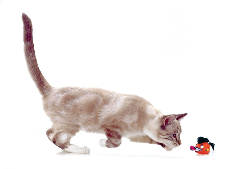 graue und weiße Katze, Katze, Spielzeug, spielerisch, Maus, HD-Hintergrundbild