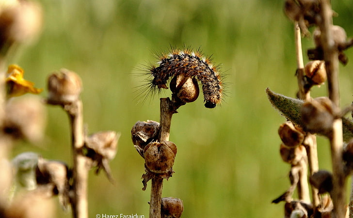 เคอร์ดิสถาน - ธรรมชาติสัตว์แมลงหนอนธรรมชาติเคอร์ดิสถาน, วอลล์เปเปอร์ HD