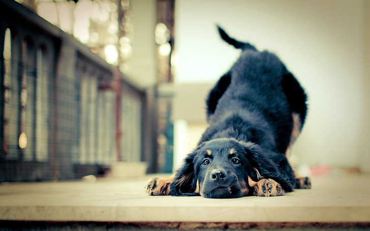 short-coated black dog, og, loyal, playful, puppy, HD wallpaper