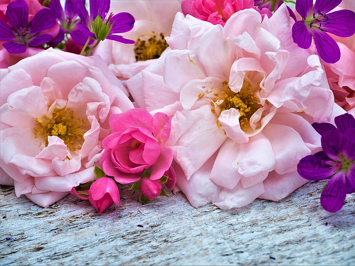 Цветы, цветок, красочные, маргаритка, земля, пион, розовый цветок, фиолетовый цветок, роза, HD обои
