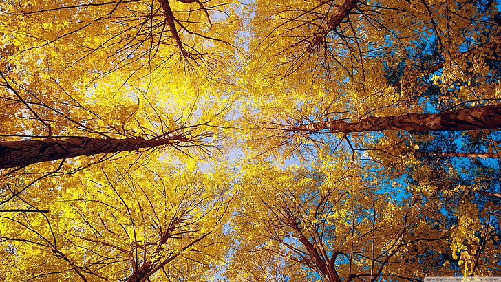 червячный вид желтых лиственных деревьев, природа, деревья, осень, лес, червячный вид, HD обои