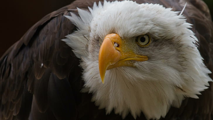 Águia careca intensa, pássaros, animais, animais voadores, natureza, vida selvagem, águia americana, HD papel de parede