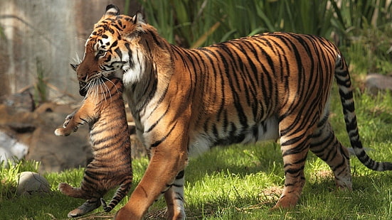 tiger and cub, animals, tiger, baby animals, HD wallpaper HD wallpaper