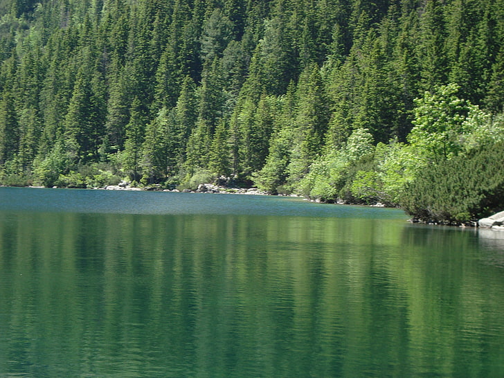 ภูมิทัศน์ป่าน้ำต้นไม้ทะเลสาบ, วอลล์เปเปอร์ HD