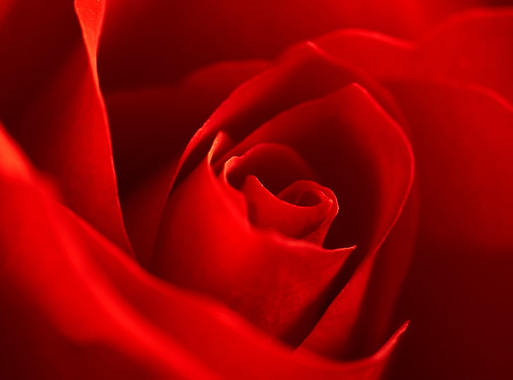 Very Beautiful Red Rose Flower, red rose, Nature, Flowers, Spring, Rose, Macro, Petals, Blossom, Bloom, Blossomed, redflower, redrose, HD wallpaper