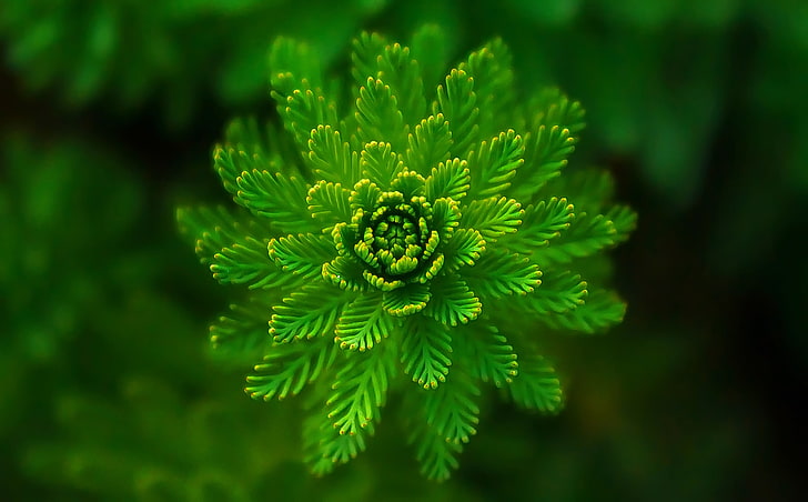 green leaf, algae, plant, macro, close-up, HD wallpaper