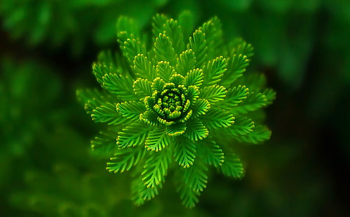 الورقة الخضراء الطحالب نبات الماكرو المقربة، خلفية HD HD wallpaper